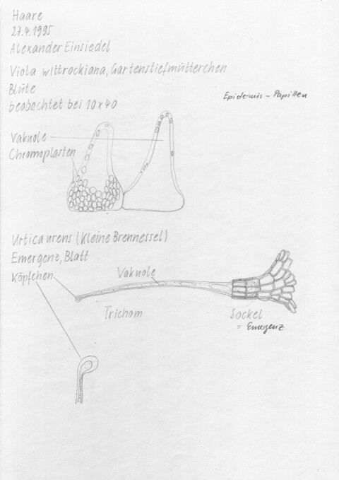 Bleistift
30 x 21 cm
1995